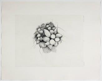 Radishes