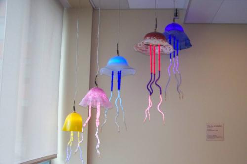 The Joy of Jellyfish (Scyphozoa)