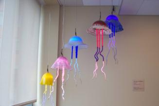 The Joy of Jellyfish (Scyphozoa)