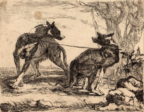 [Two spotted hounds, leashed together]