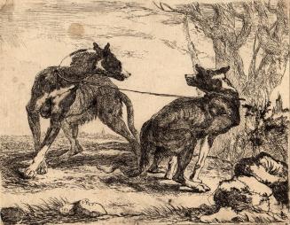 [Two spotted hounds, leashed together]
