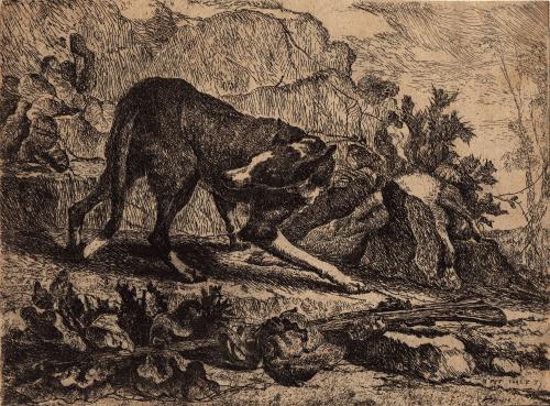 [Spotted hound]