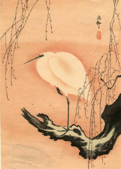 [White crane perched on limb]