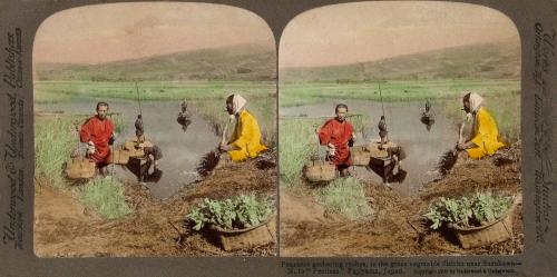 Peasants gathering rushes