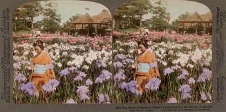 The fairest blossoms of Japan- a pretty maid in the Kabota iris garden, near Omori, Japan