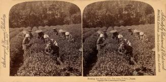 Picking Uji Tea