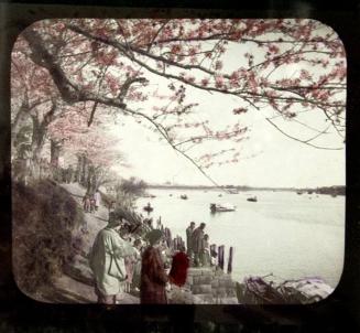 Cherry blossoms at Tokio