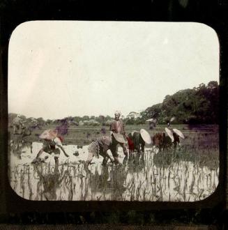 Rice Plantations