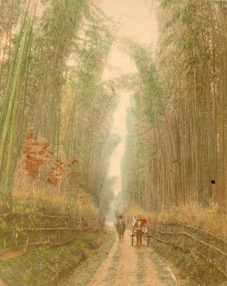 Bamboo grove near Kyoto