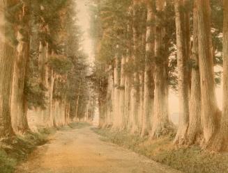 The Nikko Road
