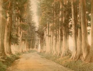 The Nikko Road