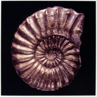[Pleuroceras spinatum]