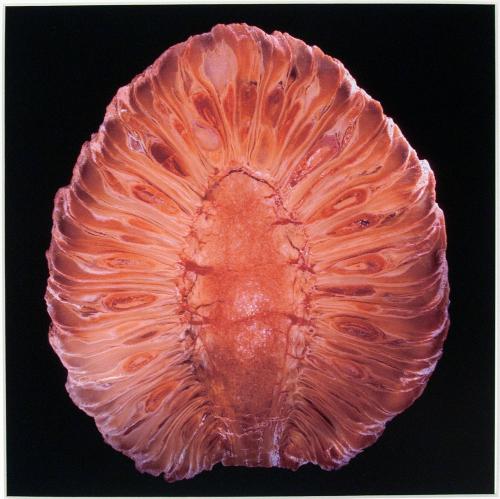 [Araucaria mirabilis (conifer)]