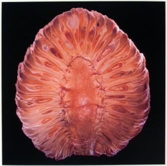 [Araucaria mirabilis (conifer)]
