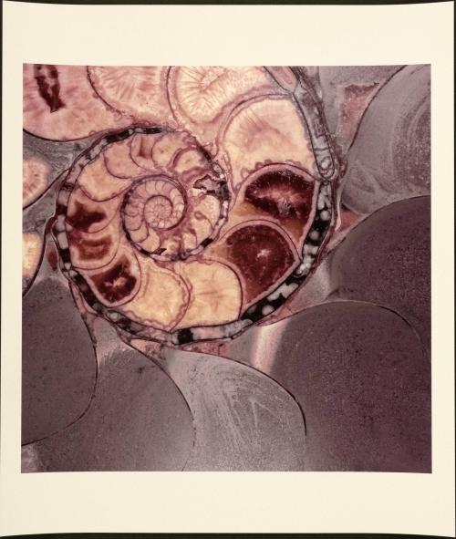 [Ammonite]
