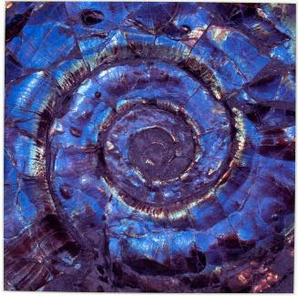 [Psiloceras planorbis (ammonite)]
