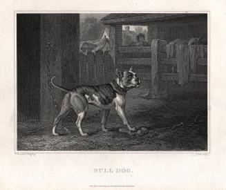 Bull Dog (from The Sportsman’s Cabinet)