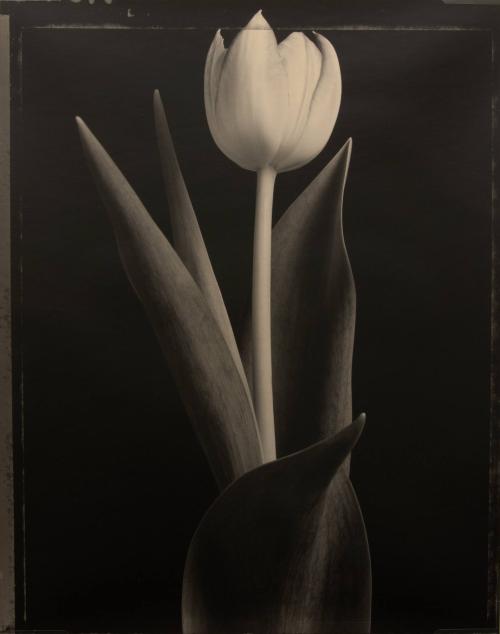 Tulip