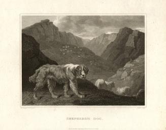 Shepherd’s Dog