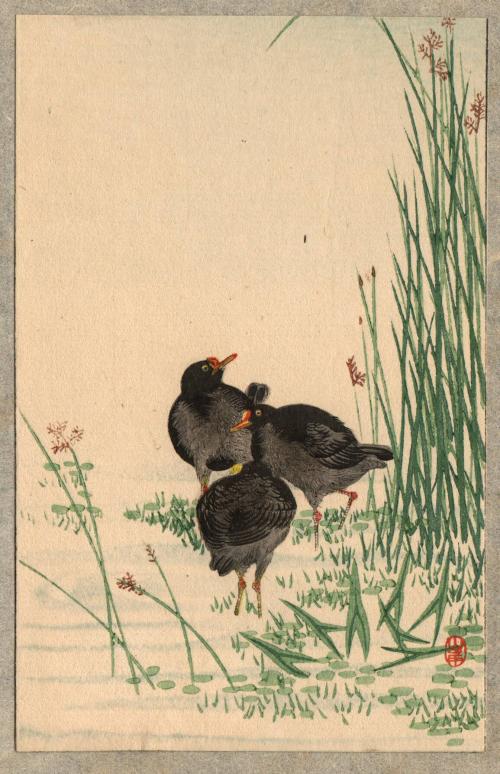untitled [three little wading birds in the reeds]
