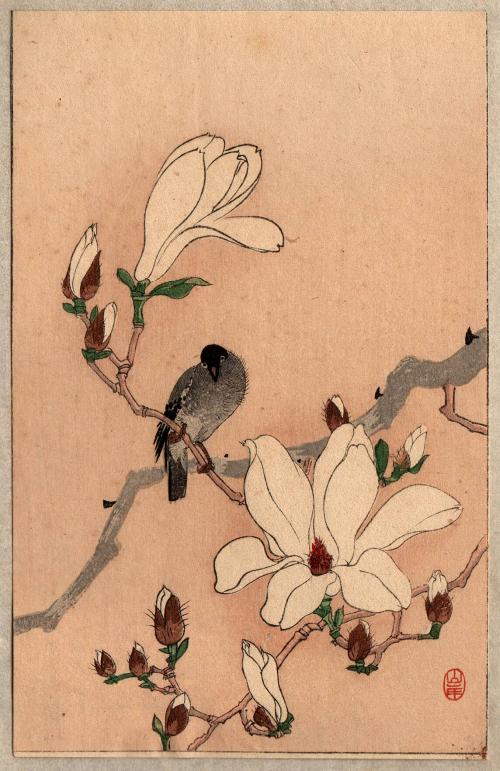 [Bird perched on flowering branch]