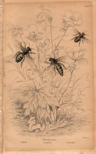 Honey Bee, 1. Male; 2. Queen; 3. Worker