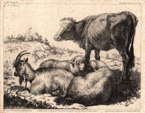 [Calf, goat, and sheep]