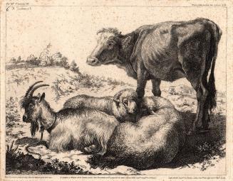 untitled [calf, goat, and sheep]