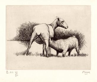 Shorn Sheep with Lamb