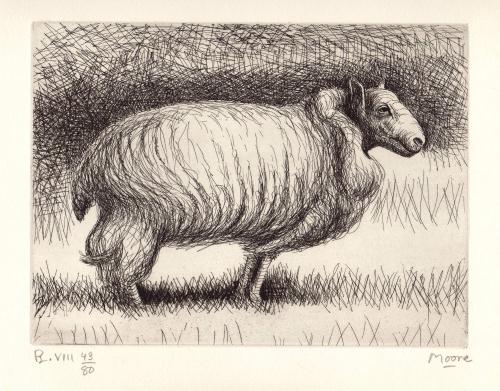 The Show Sheep