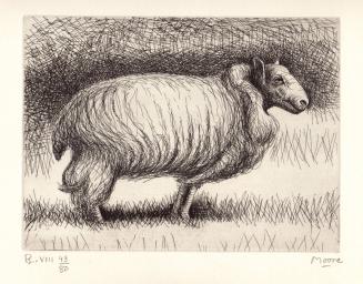 The Show Sheep