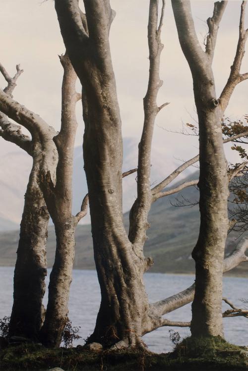 Bare Trees,County Mayo, Ireland