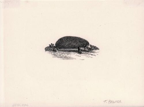 Hedgehog