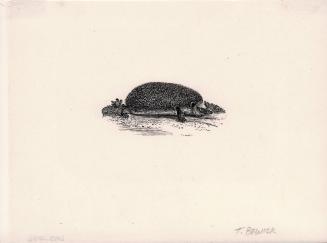 Thomas Bewick