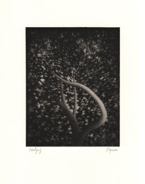 The Harp