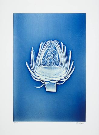 X-Ray #4 [Artichoke]
