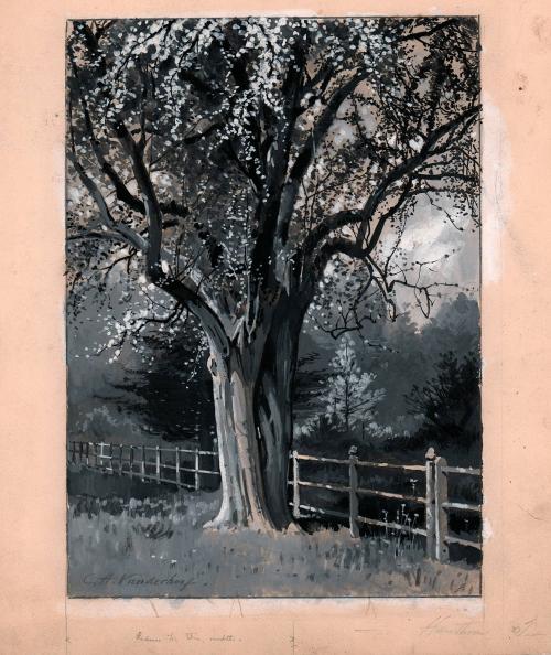 An English Hawthorne Tree