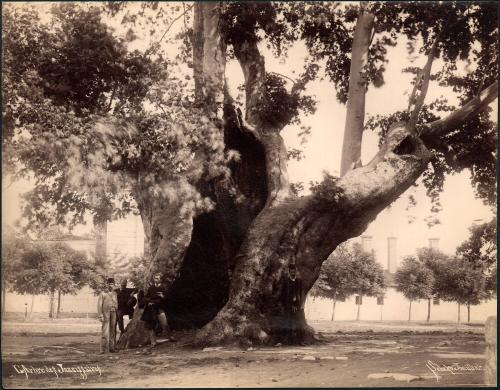 L’Arbre des Jannissaries