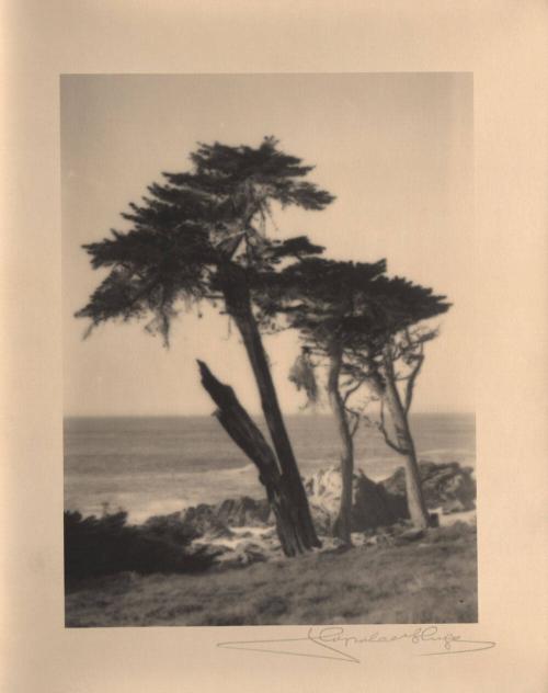 untitled [three cypress trees, ocean/sky view]