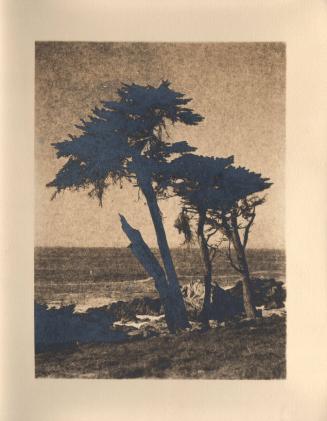 untitled [three cypress trees, ocean/sky view]