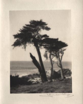 untitled [three cypress trees, ocean/sky view]