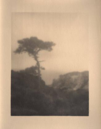 untitled [solitary torrey pine, ocean view, landscape/cliff]