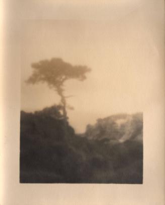 untitled [solitary torrey pine, ocean view, landscape/cliff]