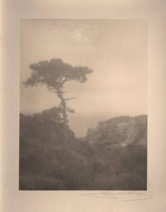 untitled [solitary torrey pine, ocean view, landscape/cliff]