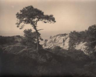 [Solitary torrey pine, ocean view, landscape/cliff]