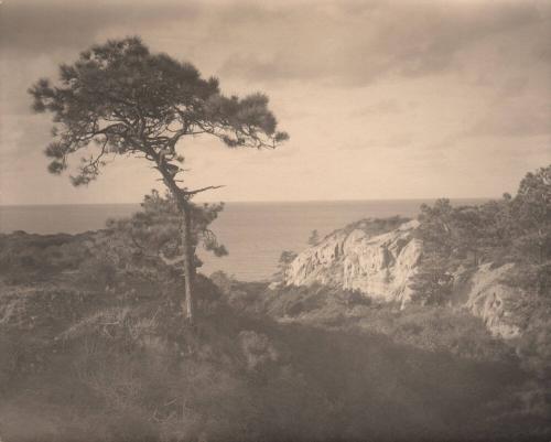 [Solitary torrey pine, ocean view, landscape/cliff]