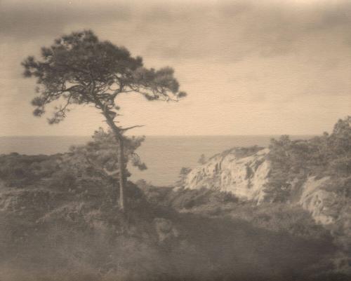 [Solitary torrey pine, ocean view, landscape/cliff]