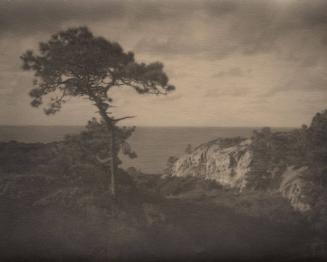 [Solitary torrey pine, ocean view, landscape/cliff]