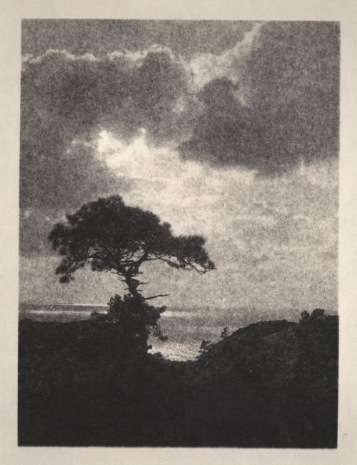 [Solitary torrey pine, ocean, landscape cliff edge, cloudy sky]