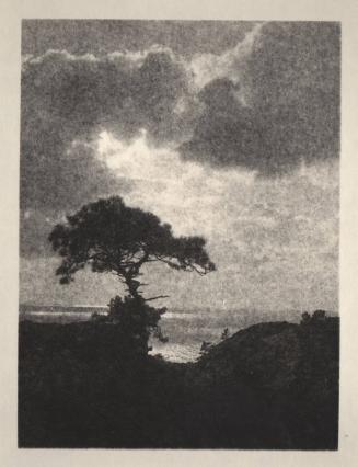 [Solitary torrey pine, ocean, landscape cliff edge, cloudy sky]